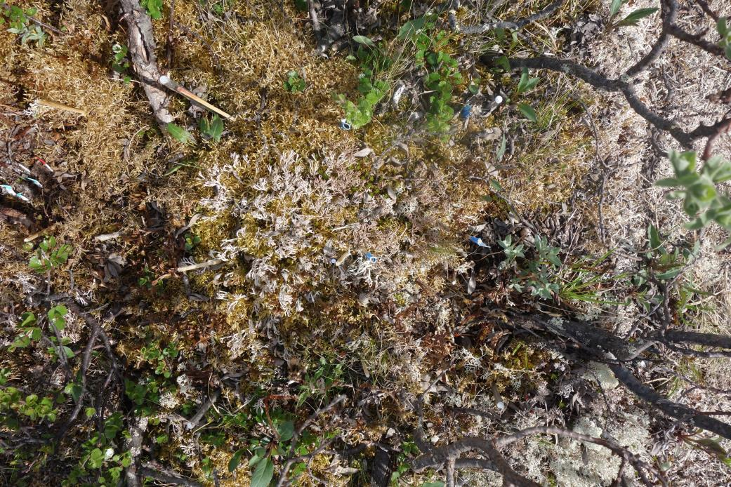 Arter i vierkratt - Shrub Pleurozium schreberi furumose Hylocomium splendens etasjemose Cladonia arbuscular mitis Fjellreinlav Cladonia