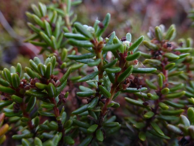 Arter i hei - heath Arctostaphylus uva-ursi melbær Vaccinium vitis-idaea tyttebær Empetrum nigrum