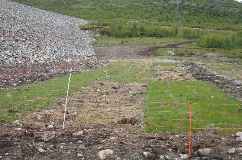 19.juni 2009, ett år etter såing, kalka myrjord Importert frøblanding, kalka myrjord Botanisk analyse: Tendens til virkning av jordart på