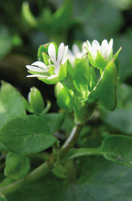 Vassarve Stellaria media Vintereittårig plante som spreier seg med frø og rotslåande stengel. Tal frø per plante er 15 000. Trivest best i rått og kjøleg kystklima.