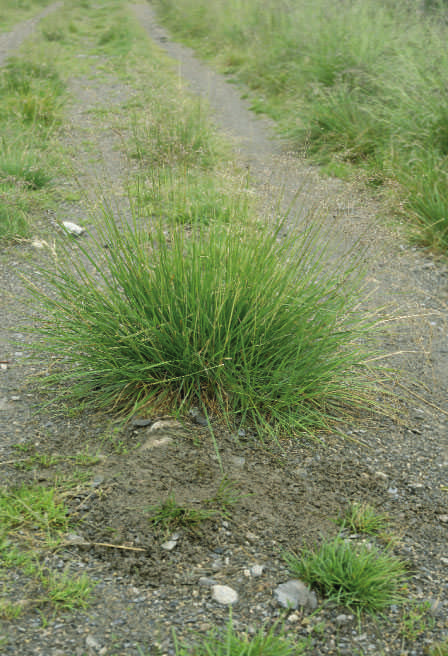 Sølvbunke Deschampsia cespitosa Fleirårig plante som spreier seg berre med frø. Tal frø per plante er 1 000. Ofte i eldre eng og beite. Likar fuktig, dårleg drenert og gjerne kalkfattig jord.