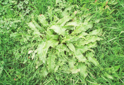 vanleg høymole, krusehøymole, byhøymole Rumex longifolius, R. crispus, R. obtusifolius Fleirårige planter med kraftig, greina pålerot. Spreier seg med frø eller med oppdeling av røter.