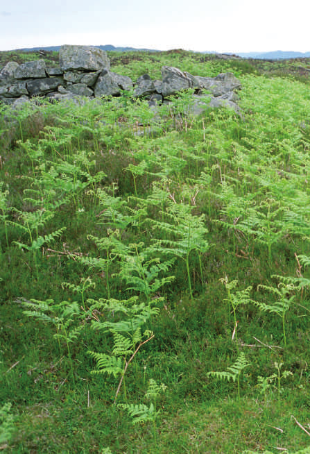 Einstape Pteridium aquilinum Veks som store blad frå ein enkelt stilk. Formeirer seg med rotskot og sporer. Heile planten er giftig både for dyr og menneske.