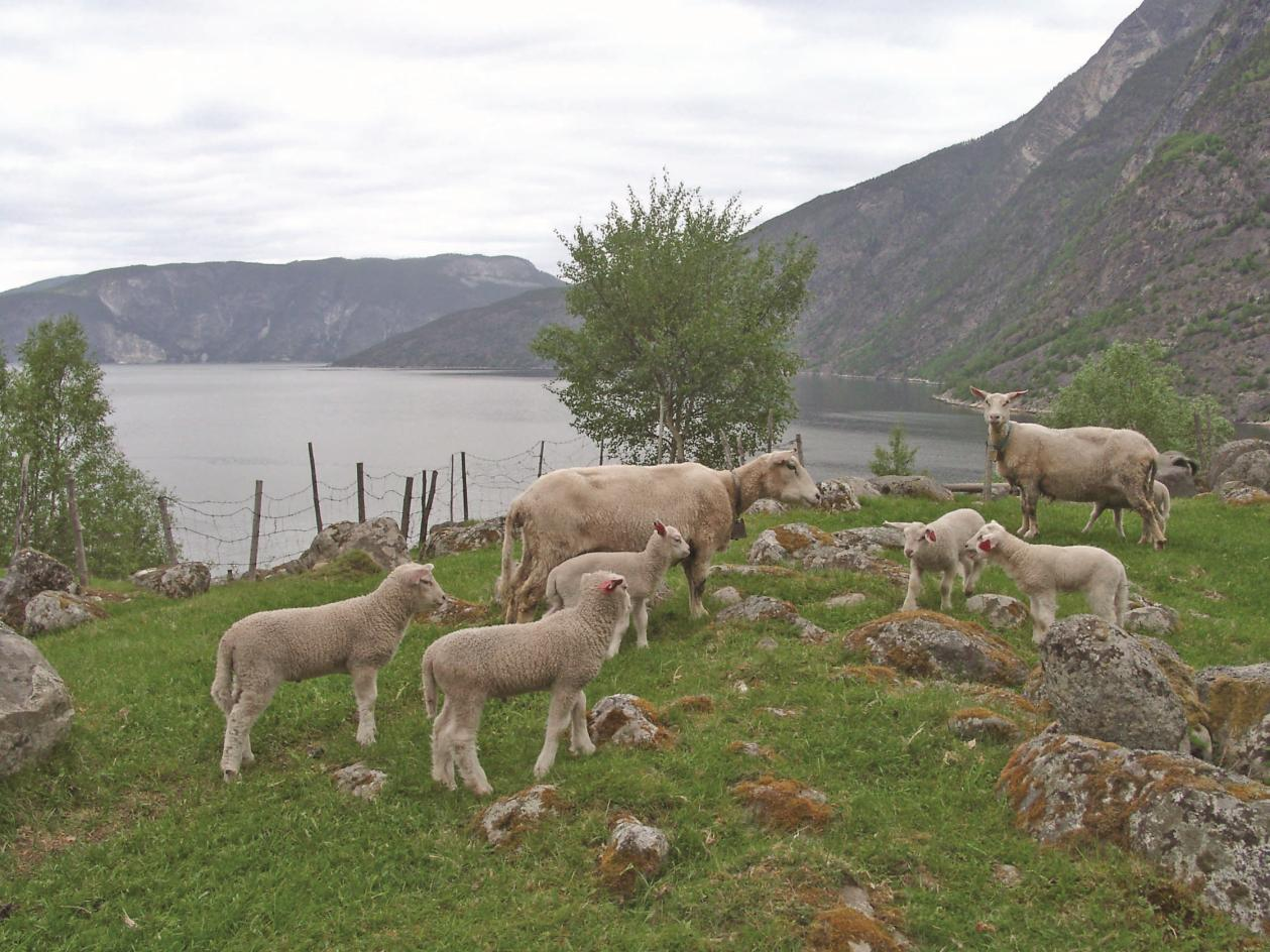 Årdal, Lærdal og Aurland Prosjekt sau og utmark