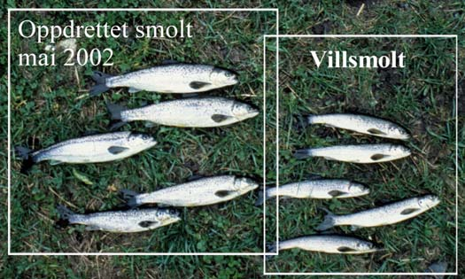 22 3) Tidspunkt for naturlig utvandring av laks og sjøørret blir kartlagt (Figur 16). 4) Halvparten av smolten blir behandlet mot lakselus (fôret med slice).