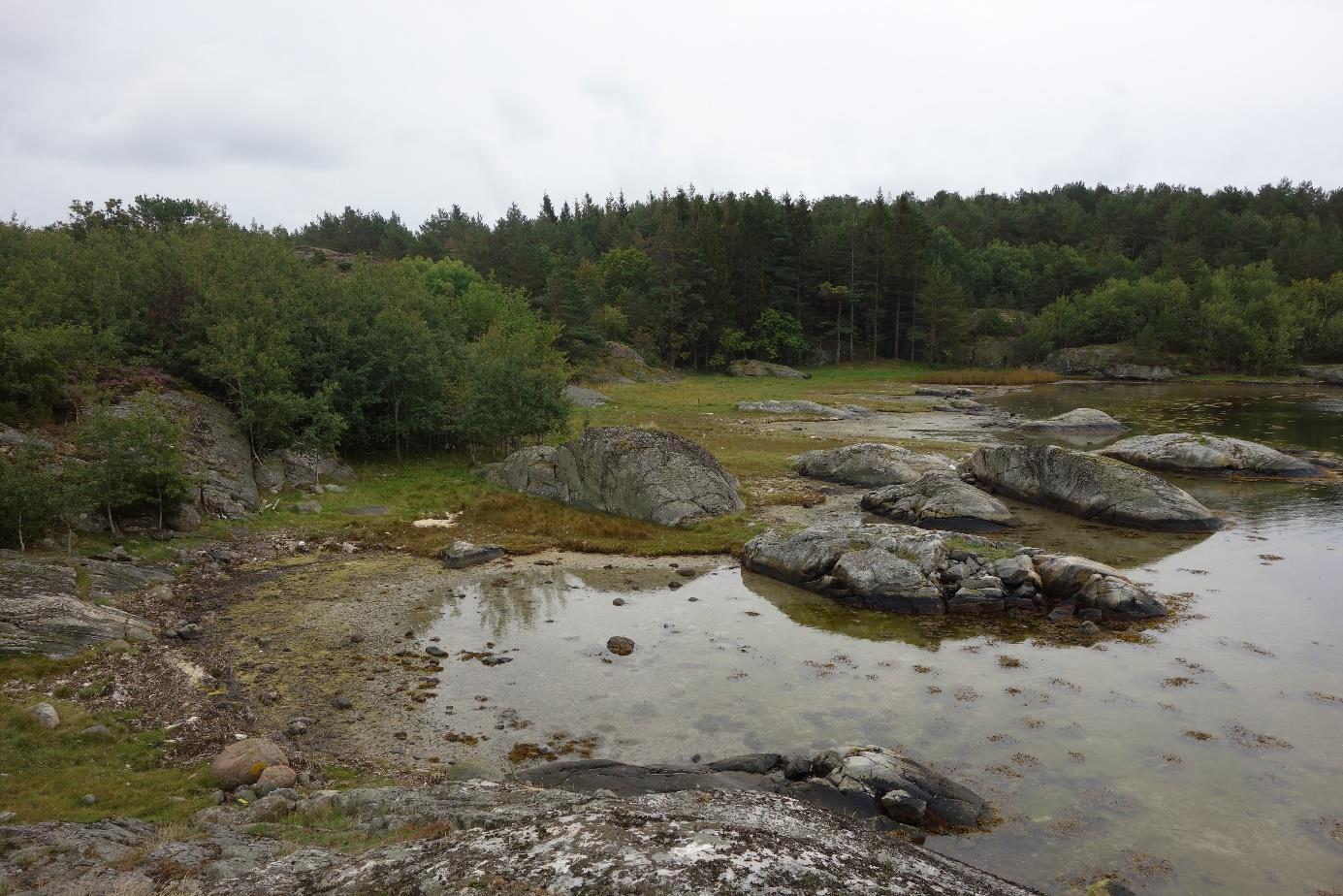 På bare 15 strandenger, spredt fra Østfold til Agder, dokumenterte vi forekomster av 14 % av alle norske billearter. De fleste av disse gjennomfører store deler av livssyklusen sin i strandenga.