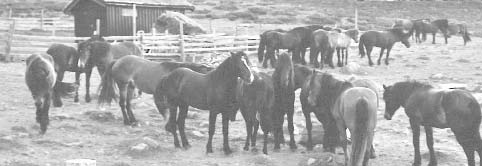 UNGHINGSTHAMNER SOMMEREN 2009 Løpsbulletinen mai 2009 Svarttjernhullet ved Storhøliseter, Skåbu Gode beiter. Det kan slippes ett års, to års og tre års hingster og vallaker av alle raser.