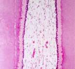 ENDODONTICS Endodontics: The branch of dentistry concerned with the morphology, physiology and pathology of the human dental pulp and periapical tissues.