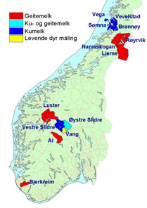 En kort biologisk halveringstid for sauer gjør det mulig å benytte nedfôring for å redusere høye konsentrasjoner av 137 Cs i kjøtt og melk.