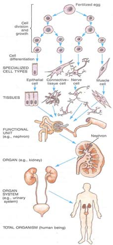 5 Organismetype Organisme Genomstørrelse (basepar) Proteinkodende gener Antall proteiner Bakterie E.coli 4.6 Mb ~4.500 ~4.500 Gjær Saccharomyces cerevisiae 12.1 Mb ~6.000 ~6.