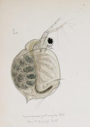 4.2.2 Planktonsamfunnet Vannloppen Ceriodaphnia quadrangula (figur 4) var dominerende ved alle besøk i Brønntjern (tabell 6).