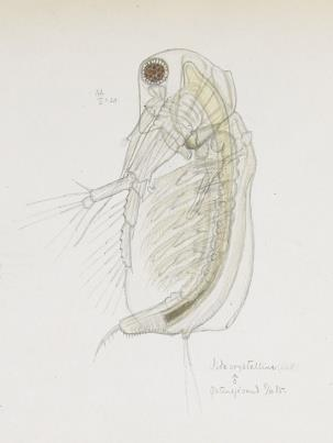 100 % Diaphanosoma brachyurum (pelagisk) 80 % 60 % 40 % 20 % mangler sjelden vanlig dominant 0 % ukalkede over marin grense (n=44) ukalkede under marin grense (n=34) kalkede (n=78) Figur 9.