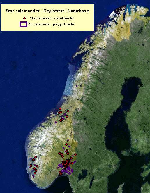 Handlingsplan for stor salamander (2008 2012) Stor salamander: Sårbar (VU) Hovedmål: Naturlige populasjoner skal opprettholdes eller styrkes.