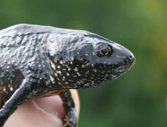 Skjøtsel/ Tiltak i 2009 Buskerud/Oppland: Verneverdivurdering av to områder med storsalamander - Gjennomført en vurdering av om to områder mellom Sperillen og Randsfjorden kvalifiserer som