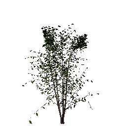 62 KAPITTEL 5. TREREPRESENTASJON har ulike egenskaper i forhold til refleksjon av lys), er det lett å lage bladteksturen til treet.