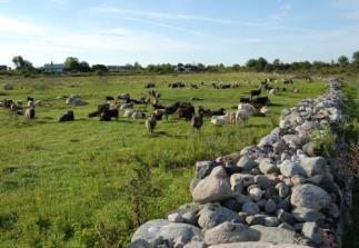 Landskapsanalyse Jomfruland