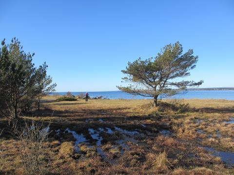 Landskapsanalyse Jomfruland nasjonalpark 28 5.2.11 Delområde J11 Løkstad Beskrivelse av delområde - landskapskarakter: Omfatter gårdstunet, det åpne kulturlandskapet og strandsonen med brygge.