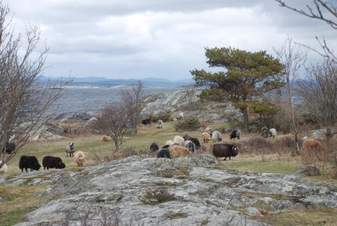 Landskapsanalyse Jomfruland nasjonalpark 40 Verdikriterier * ** *** **** ***** Begrunnelse Mangfold og variasjon x Variert landskap med mange elementer både i form, markdekke og sjøkant Tidsdybde og