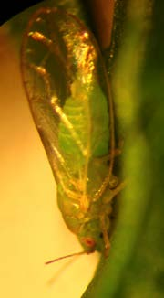 Hovedprosjekt 2011-2013 Håndtering av gulrotsuger (Trioza apicalis) i gulrotdyrking. Voksent individ av gulrotsuger (Trioza apicalis).
