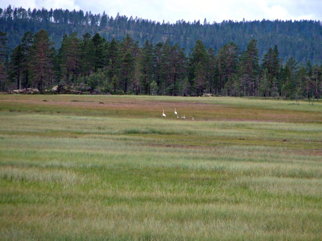 8 Sangsvanepar med fire unger i Røtkjølen naturreservat 18. juli 2007.