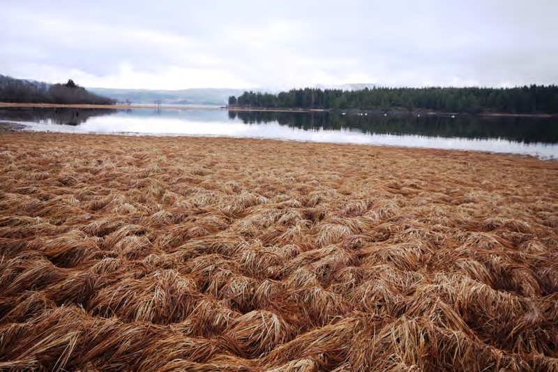 112 Kort karakteristikk Verneområdet omfatter et gruntvannsområde i sørvestre del av Storsjøen i Odalen, vel 6 km nord for Skarnes. Lokaliteten er omgitt av barskog og dyrket mark.