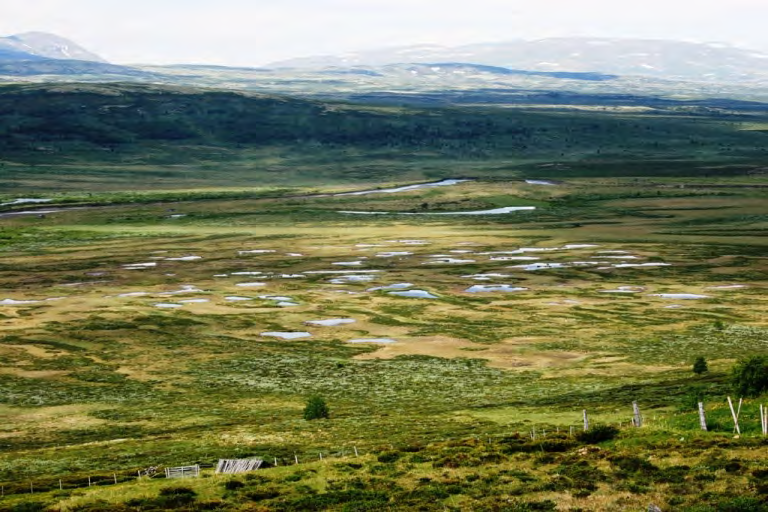 40 slåtteland med spredte løer. I partier vokser det tett vierkratt, opptil 3-4 m høyt. I flere delområder finnes det et stort antall dammer ute i myrlandskapet.