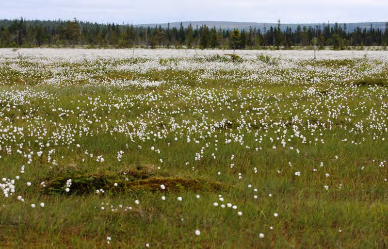 87 Våtmarksfugler Sangsvane En fugl på reir 16.6.2005. Hekkingen var mislykket. En voksen fugl 12.6.2010. Grågås Flokk på 20 ind. trakk 15.4.2006 mot nord over reservatet. Krikkand Den 24.6 en hann.