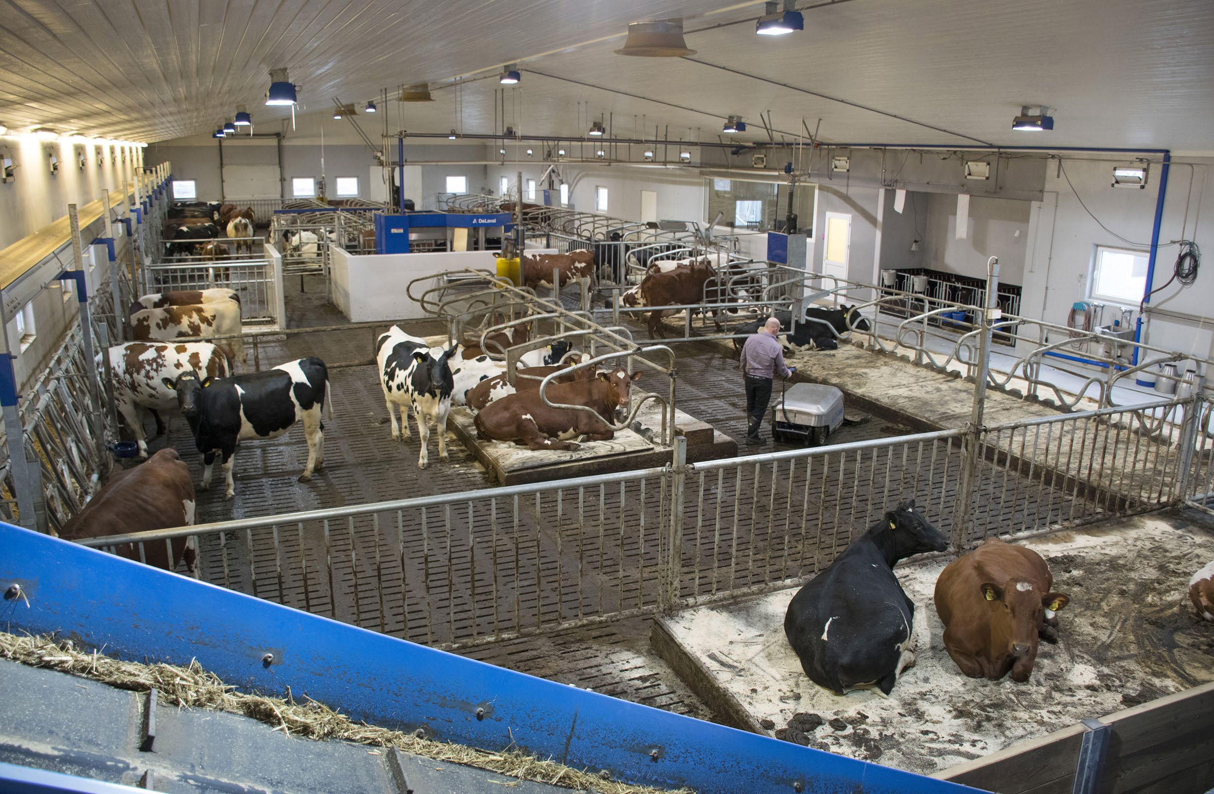 Melkeproduksjon i Ølmedalen, Vindafjord kommune, Rogaland. Foto: Bondevennen Det har blitt større forskjeller mellom høy- og lavgruppa i 2014 enn det var i 2013.