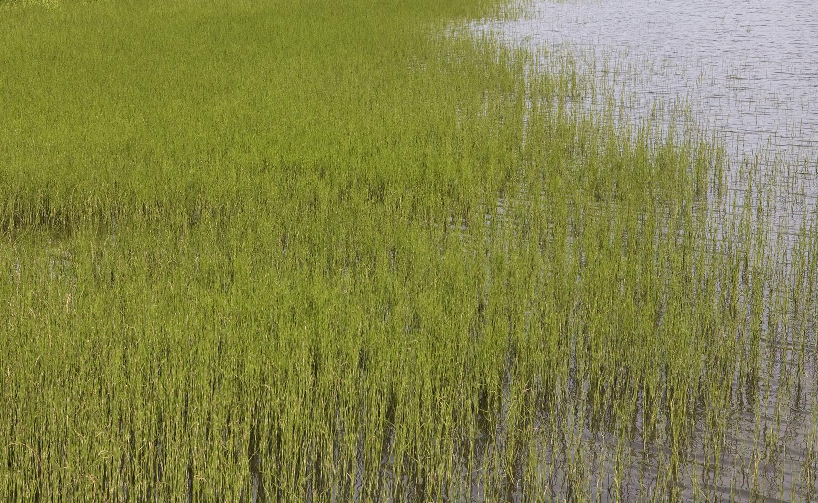 Overordnede mål/bevaringsmål. Formålet med vern av Skottvatnet naturreservat er beskrevet i verneforskriften punkt III.