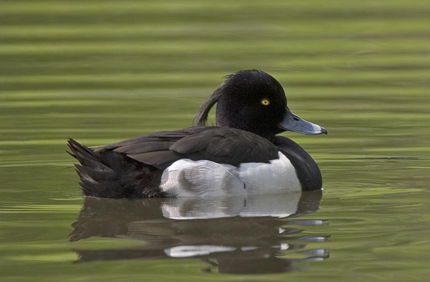 Sentrale naturverdier i Skottvatnet er knyttet til forekomsten av vannfugl. Dette gjelder både som rasteplass under vår- og høsttrekket, men også i betydelig grad som hekkeområde og myteområde.