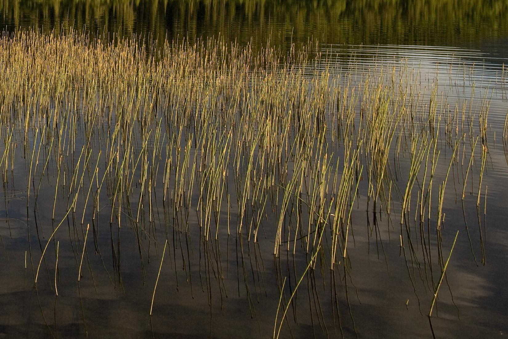 Biologisk mangfold. Flora Gjennom ulike registreringer i Skottvatnet naturreservat er det totalt påvist 122 plantearter (Dokken 1996).