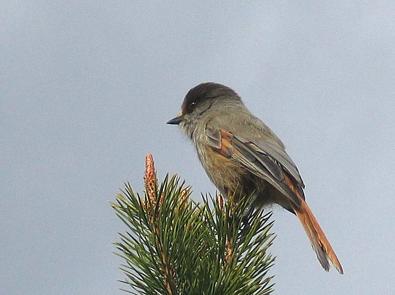 Bergand (Aythya marila). Bør overvåkes. Arten opptrer fåtallig under vårtrekket, og hekker sannsynligvis i høyereliggende vatn utenfor skyte- og øvingsfeltet. PATTEDYR Jerv Gaupe Oter (Gulo gulo).