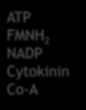 ATP FMNH 2 NADP Cytokinin Co-A Nukleinsyrer Nukleo -tider 5Csukker stien Sukrose 6C-sukker 3C-sukker RESPIRASJON Som sentralt punkt for andre stoffer Cellulose Alkaloider Flavonoider Lignin Pyruvat