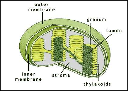 En thylokaidmembran der den fotokjemiske reaksjonen skjer STROMA utsiden av tylokaiden.