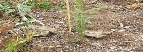 3.2.3. FELTET VED VESTFOSSEN Feltet ligger på ca 300 m.o.h. på en rygg syd for Såsen. Feltet er utsatt for beiting og der er en god del tråkkskader på de plantene som ikke er satt i kvisten.