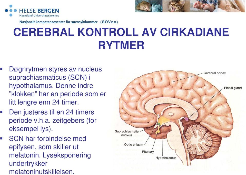 Den justeres til en 24 timers periode v.h.a. zeitgebers (for eksempel lys).