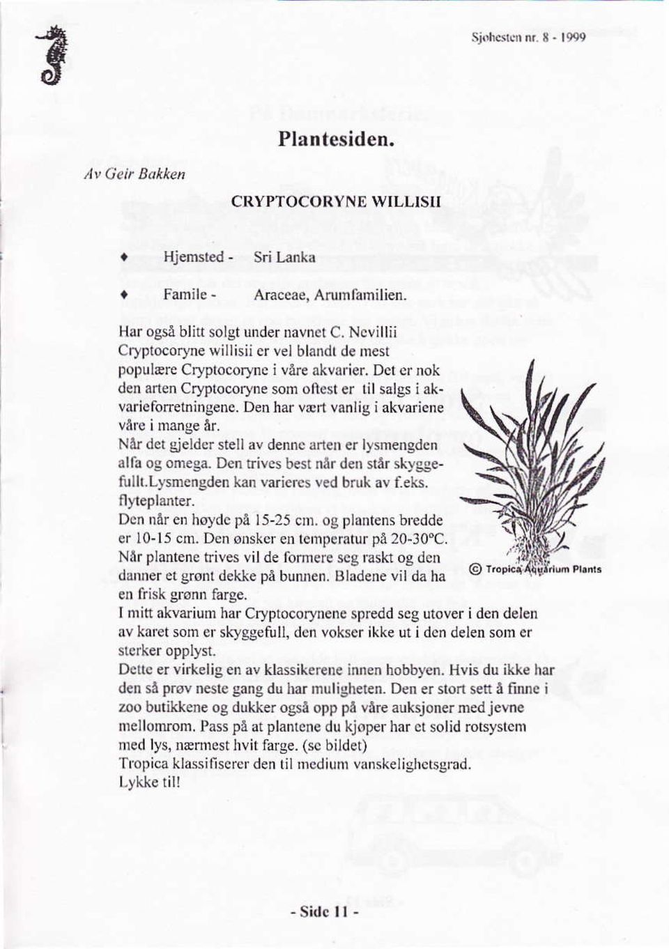 Når det gjelder stellav dennc anen ci lysmengdcn alfa og omega, Dcn rives besr når den sdr skyggefulh.lysnengden kan variercs ved bruk av iek. fl',leplanler. Dcn oåre'r hoydc på 15-25 cnl.