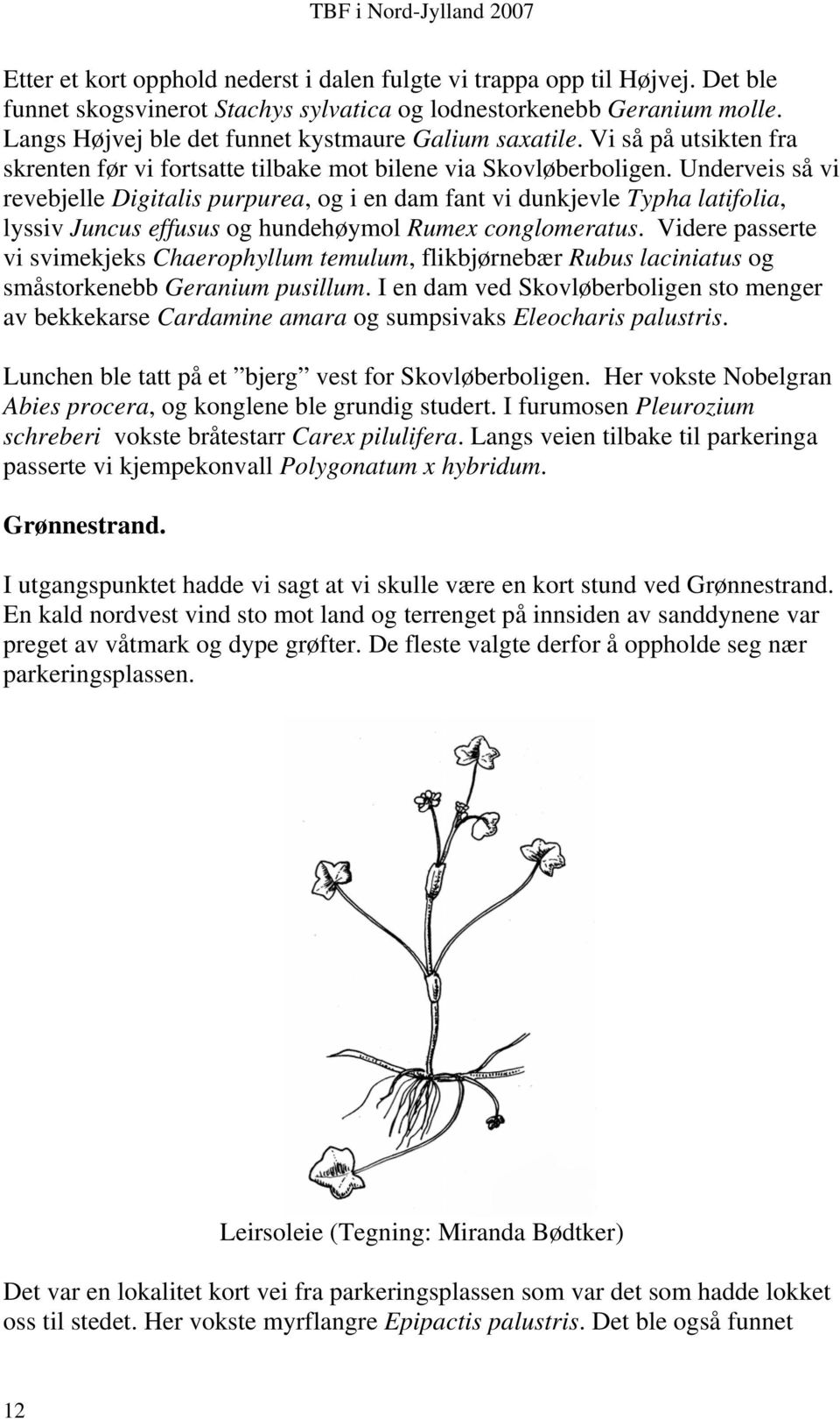 Underveis så vi revebjelle Digitalis purpurea, og i en dam fant vi dunkjevle Typha latifolia, lyssiv Juncus effusus og hundehøymol Rumex conglomeratus.