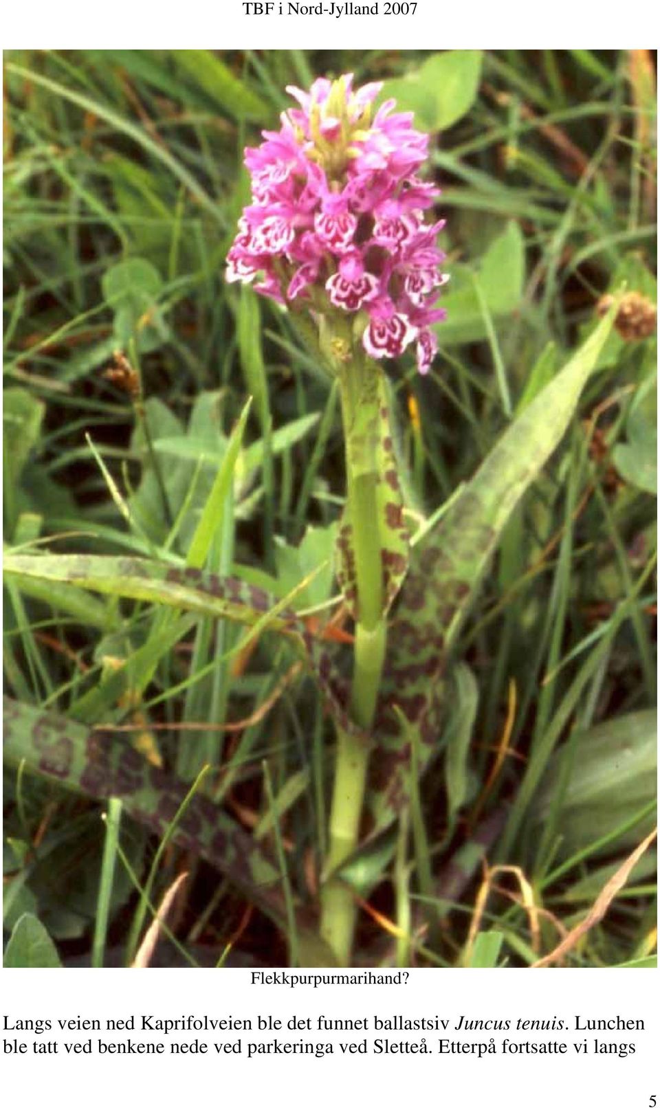 ballastsiv Juncus tenuis.