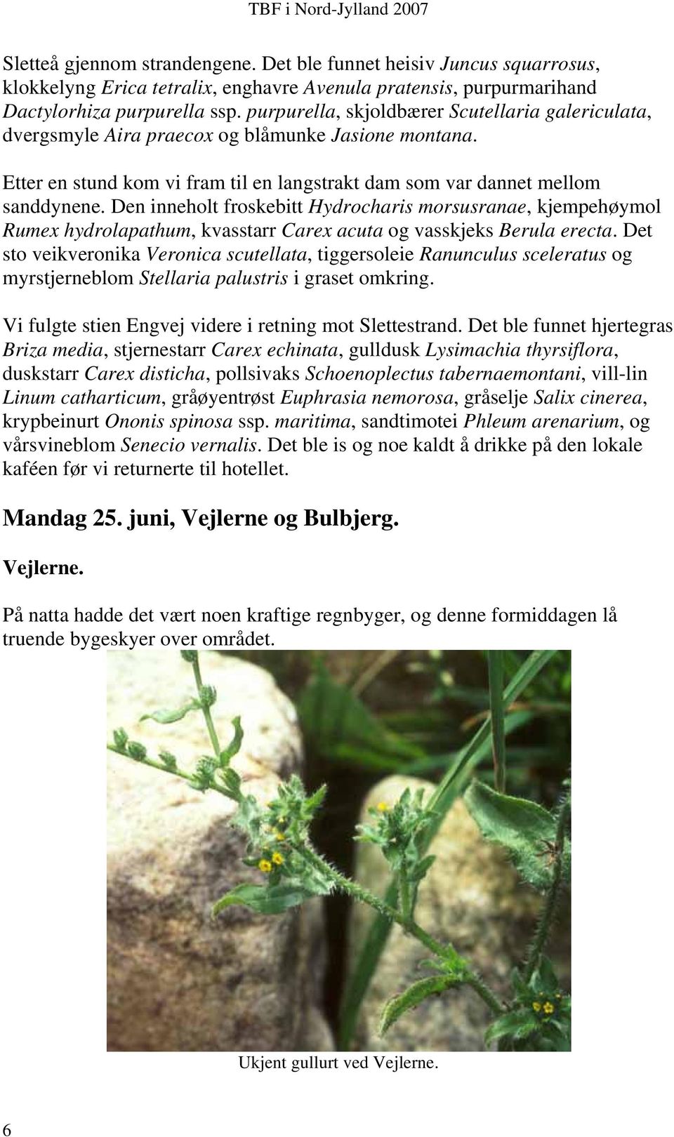 Den inneholt froskebitt Hydrocharis morsusranae, kjempehøymol Rumex hydrolapathum, kvasstarr Carex acuta og vasskjeks Berula erecta.