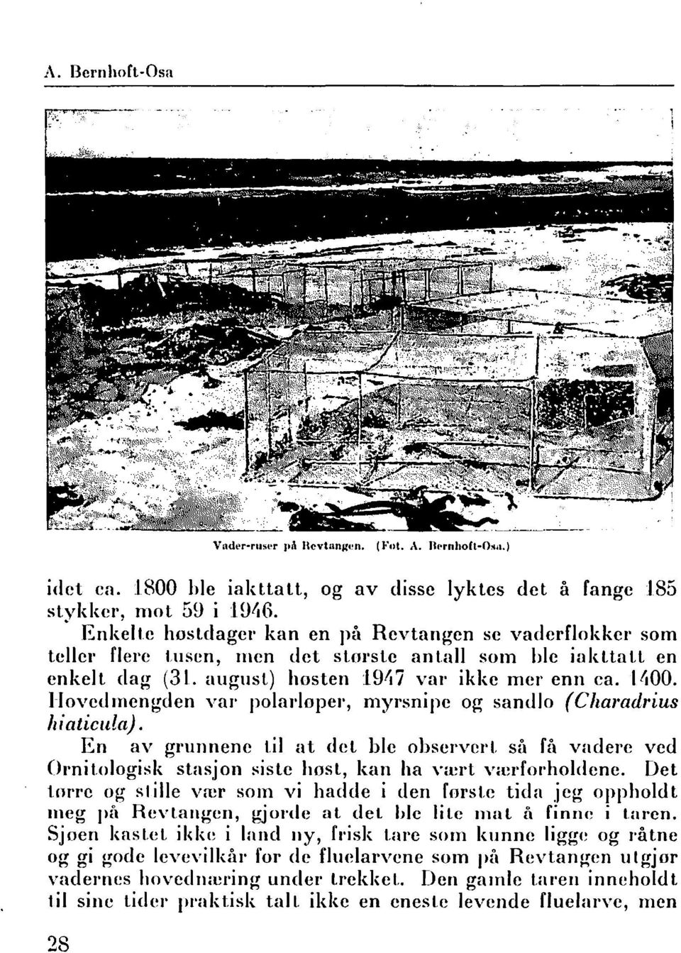 Hovedmengden val' polarløper, myrsnipe og sandlo (Charadl'ius hiaticula). En av grunnene til at det ble observert Sil få vadere ved Or'nitologisk stasjon siste host, kan ha vært værfol'holdene.