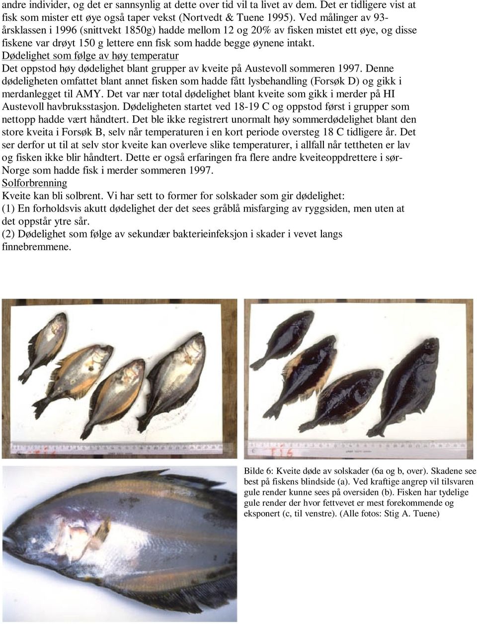 Dødelighet som følge av høy temperatur Det oppstod høy dødelighet blant grupper av kveite på Austevoll sommeren 1997.