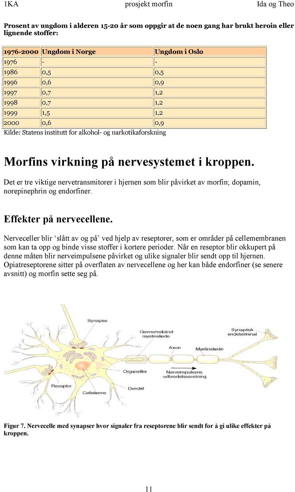 Det er tre viktige nervetransmitorer i hjernen som blir påvirket av morfin; dopamin, norepinephrin og endorfiner. Effekter på nervecellene.