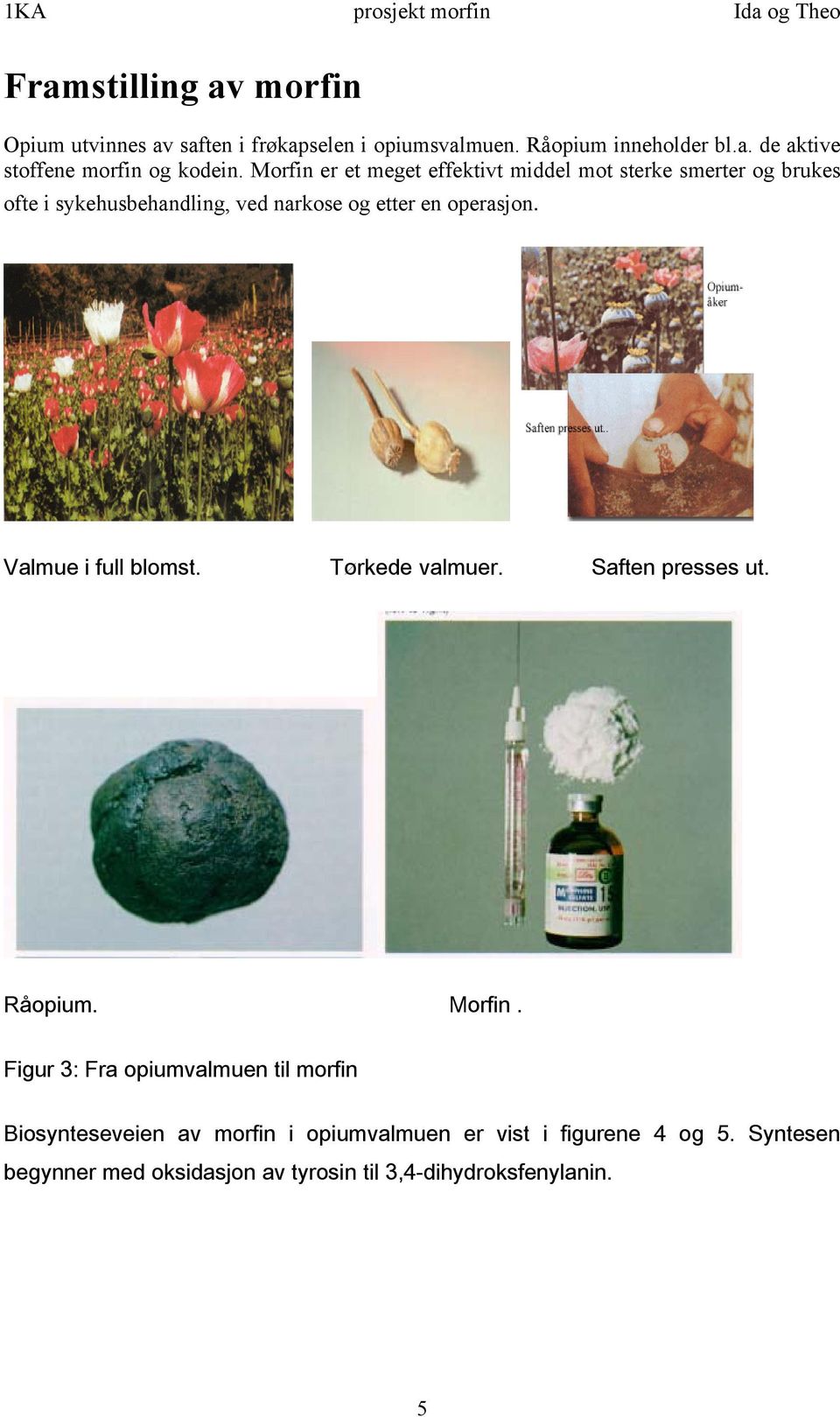 Valmue i full blomst. Tørkede valmuer. Saften presses ut. Råopium. Morfin.