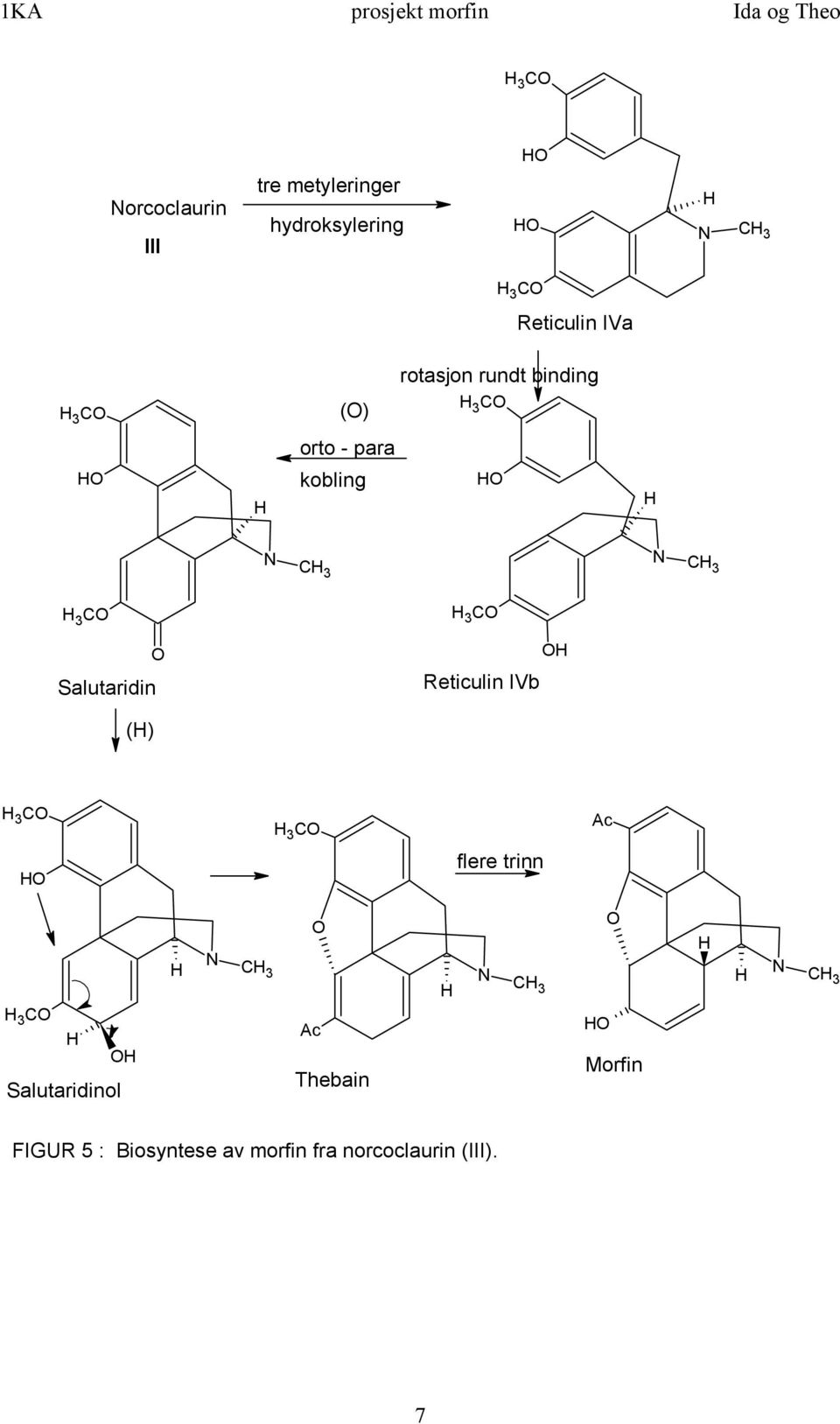 Salutaridin O 3 CO Reticulin IVb O () 3 CO 3 CO Ac flere trinn N C 3 O N C 3 O N