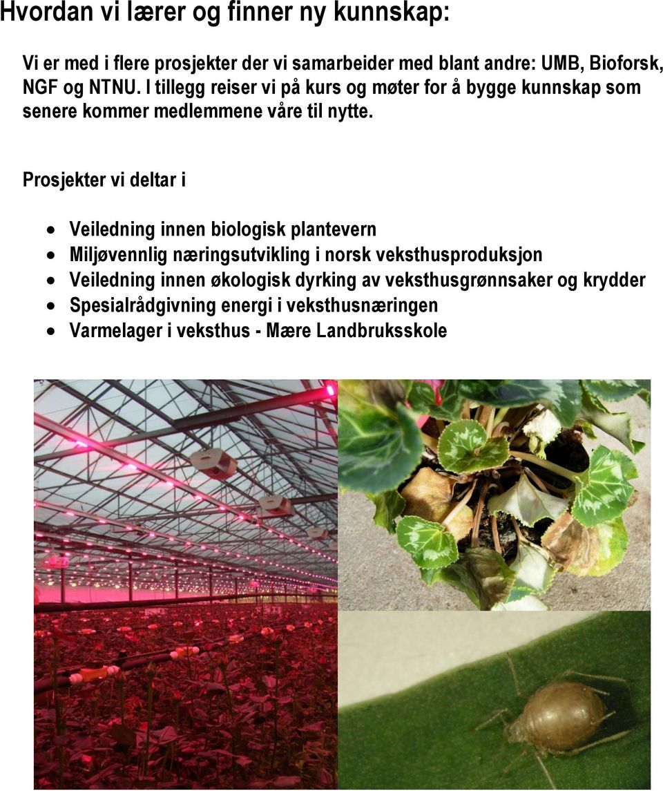 Prosjekter vi deltar i Veiledning innen biologisk plantevern Miljøvennlig næringsutvikling i norsk veksthusproduksjon