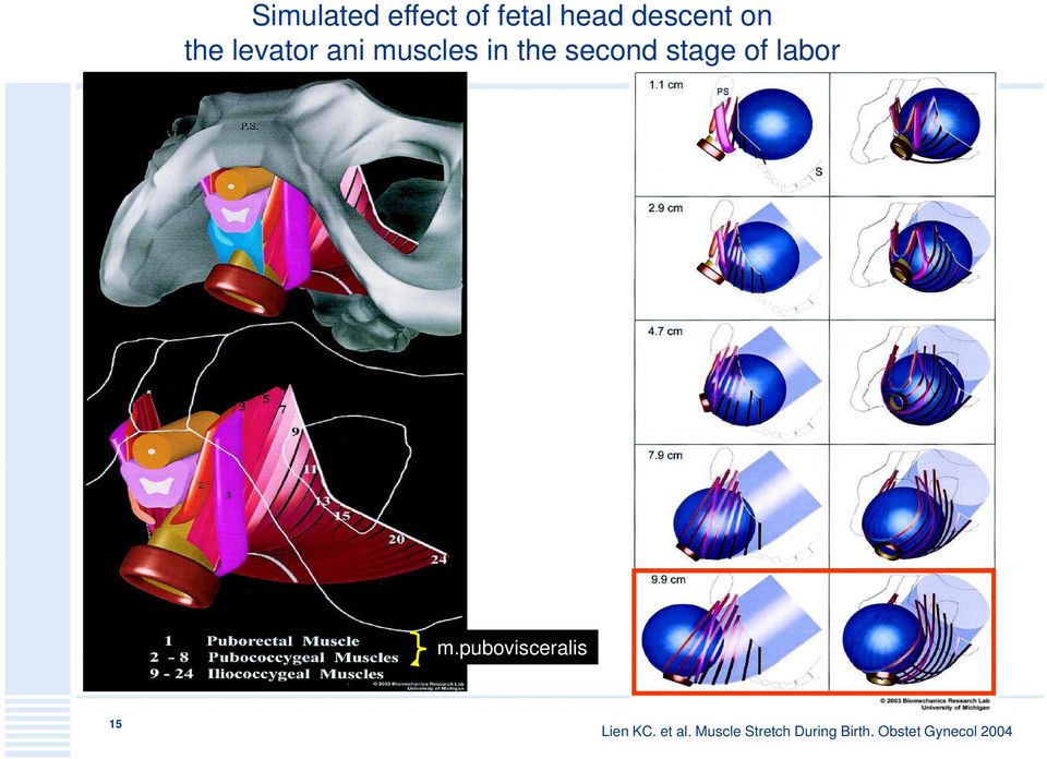 the second stage of labor m.