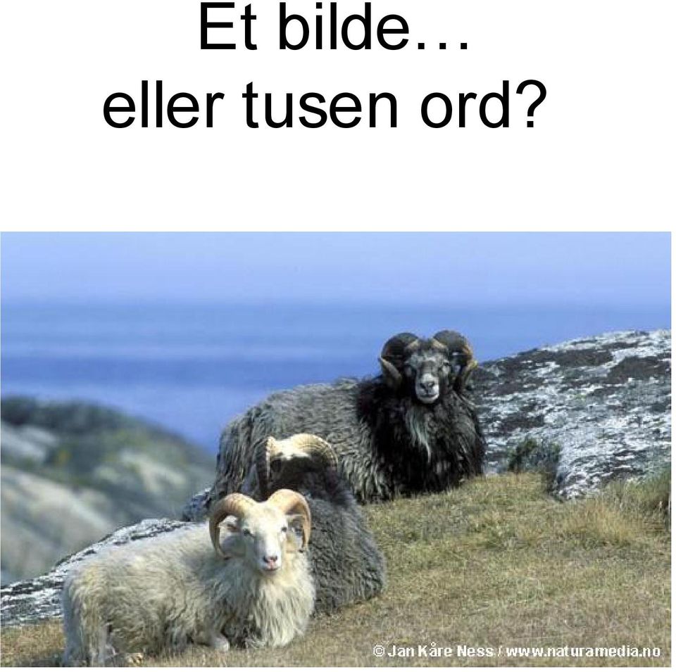 tusen ord?