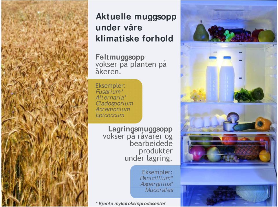 Eksempler: Fusarium* Alternaria* Cladosporium Acremonium Epicoccum