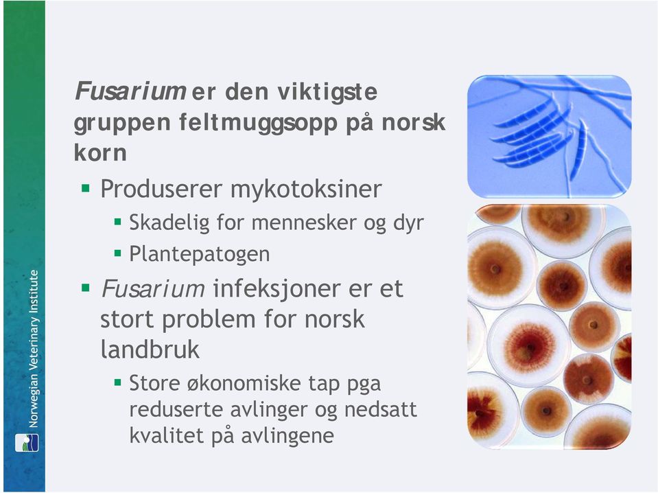 Plantepatogen Fusarium infeksjoner er et stort problem for norsk